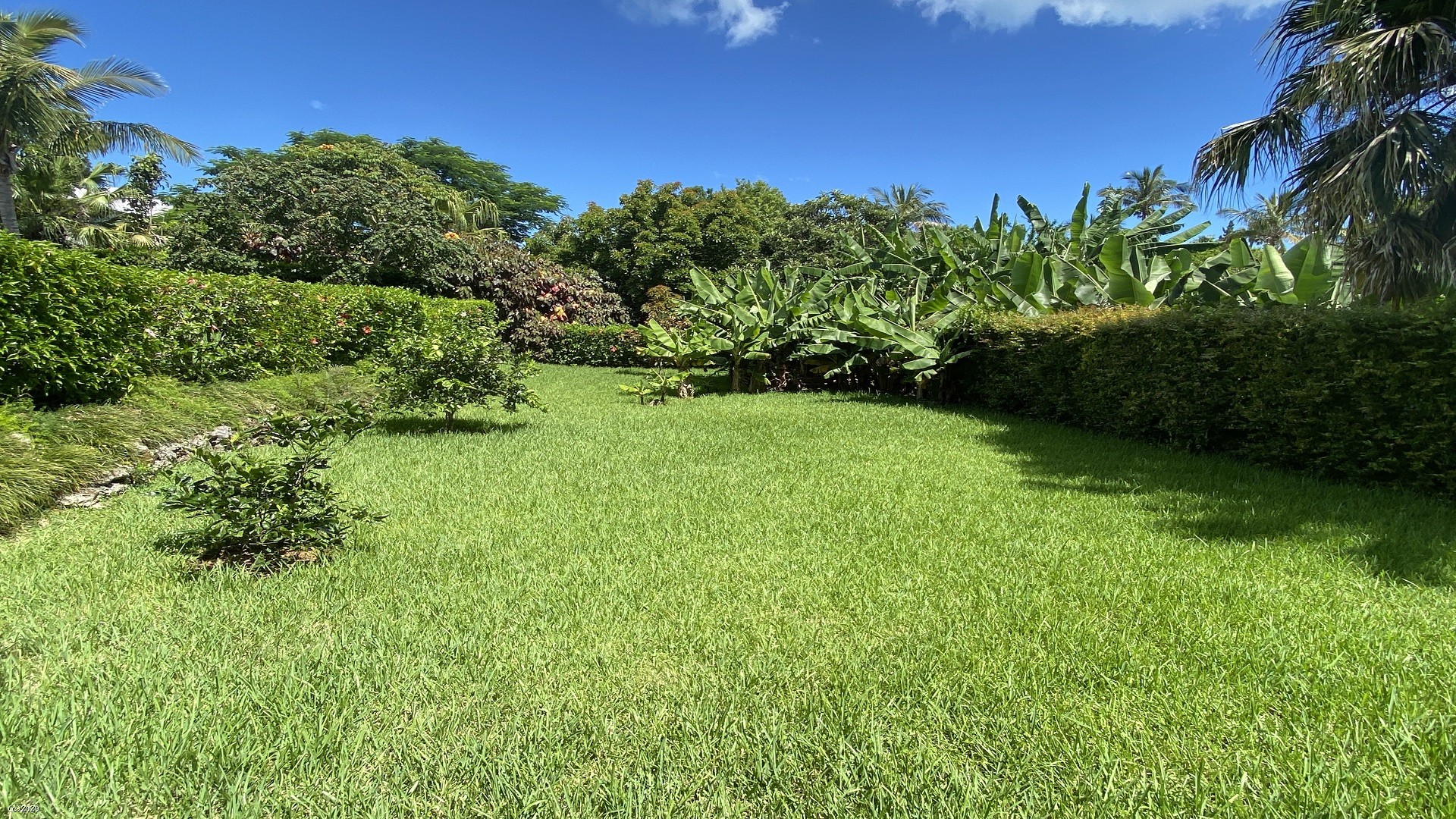 Dracaena