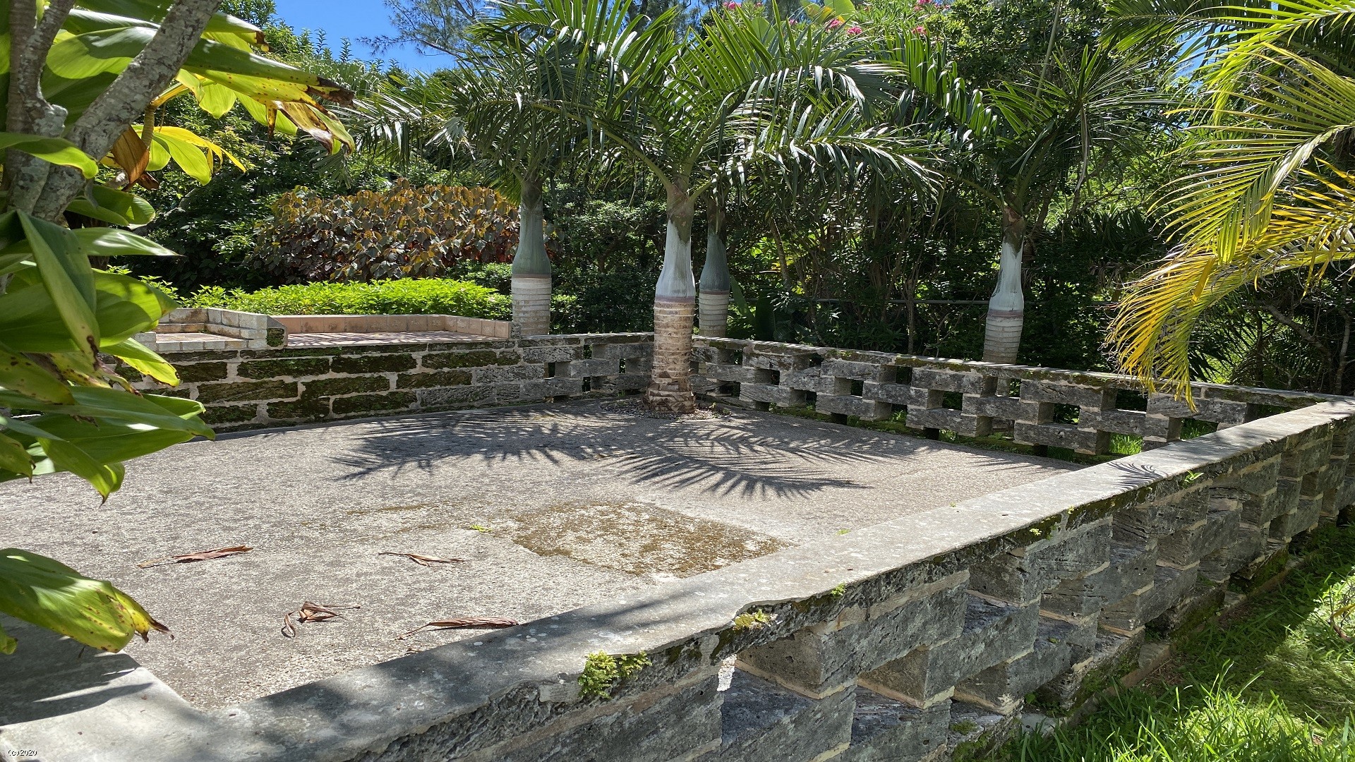 Dracaena